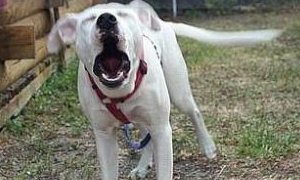 perro