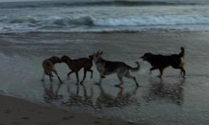Perros en una playa