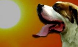 Insolación en las mascotas
