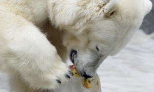 En el mundo hay entre 20.000 a 25.000 osos polares, una especie en peligro de extinción que se encuentra bajo protección