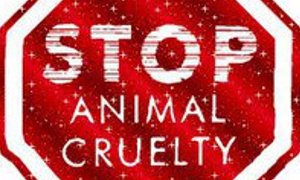 stop animal cruelty