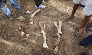 Algunos de los restos encontrados en la fosa común que los rebeldes libios han hallado cerca a la prisión de Abu Salim. Dirigentes del Consejo Nacional de Transición han confirmado que en este lugar hay cadáveres de más de 1.200 personas. Foto: Mohamed Messara / Efe