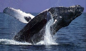 La ballena de Groenlandia es una especie en peligro de extinción y su caza está prohibida por ley internacional
