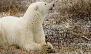 Oso polar