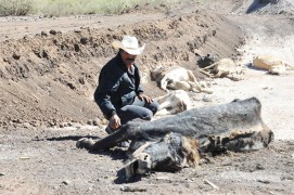 SANTA CLARA (MÉXICO).- Ganaderos identifican su ganado este, jueves, en el municipio de Santa Clara (México), donde han muerto unas cuatro mil reses a causa de la falta de agua y alimento por las intensas sequías.