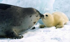 Cada año, Canadá autoriza a los cazadores de foca del país la captura de unos 300.000 animales, en su mayoría de pocas semanas de edad, para vender sus pieles en los mercados internacionales