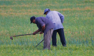 Cada año llegan a Canadá alrededor de 30.000 trabajadores agrícolas inmigrantes, una cifra que ha ido aumentando considerablemente desde la década de los ochenta