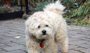 Jackson, el perro desaparecido