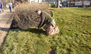 Voluntarios realizan tareas de mantenimiento para revitalizar el césped del parque.