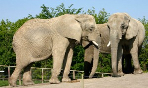 Ejemplares de elefantes africanos en el Zoo de Toronto. Foto cortesía de The Star.