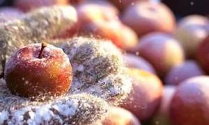 Por las fuertes heladas las manzanas de Ontario se congelaron y bajará la producción.
