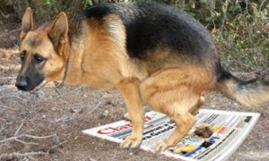 web.perro
