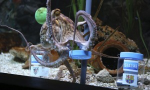 BENALMÁDENA (MÁLAGA).- El pulpo Manolo, ha dado este jueves 24 de mayo en el acuario de Benalmádena (Málaga), como ganador al Athletic de Bilbao en la Copa del Rey frente a la nutria Maya que ha "pronosticado" que será el Barcelona quien se alce con el trofeo este viernes.