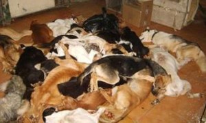 web.perros