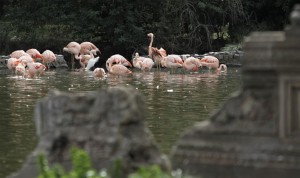 BUENOS AIRES (ARGENTINA).- Fotografía que muestra a un grupo de flamingos en el Zoológico de Buenos Aires en la capital argentina. El zoológico catalogado como monumento histórico nacional por sus pabellones victorianos, afronta un futuro incierto tras el intento del Gobierno de la capital argentina de subastarlo al mejor postor, frenado en el último momento por la oposición en los tribunales.