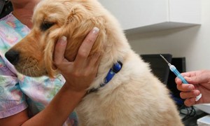 La implantación del microchip es un proceso prácticamente indoloro para el perro.