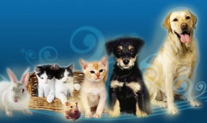 Según el Código Municipal de Toronto, Capítulo 348 sobre animales estatutarias, una familia no puede tener más de 6 mascotas