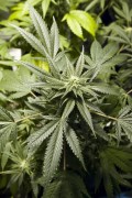 OAKLAND (ESTADOS UNIDOS).- Imagen de archivo de una planta medicinal de marihuana, cultivada en la Universidad de Oaksterdam, California, EE.UU. Los estados de Colorado y Washington se han convertido en los primeros en legalizar el canabis para uso recreativo.