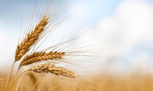 El profesor de la Escuela Kennedy de Harvard, Calestous Juma, dijo en la introducción del estudio que "las estrategias a largo plazo para impulsar la agricultura africana tendrán que incluir la aplicación de la biotecnología".