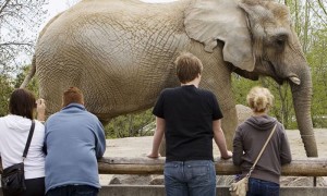 Un elefante en el zoo de Toronto. (Foto cortesía  de National Post)