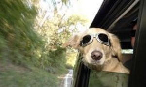 La felicidad de las mascotas