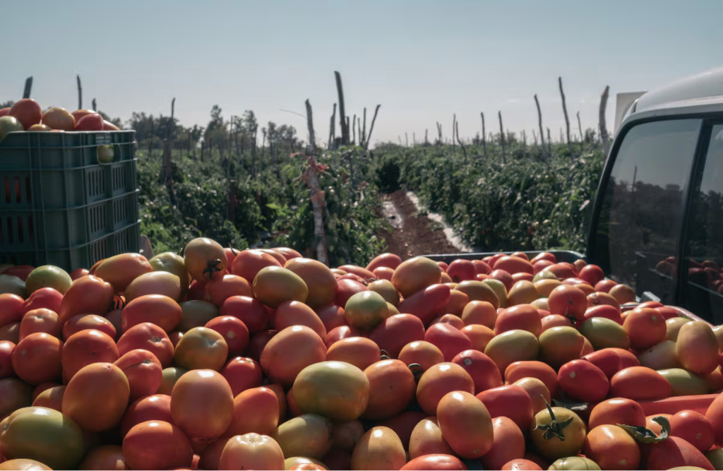Trump nakłada cła na meksykańskie pomidory – stary spór z nową intensywnością