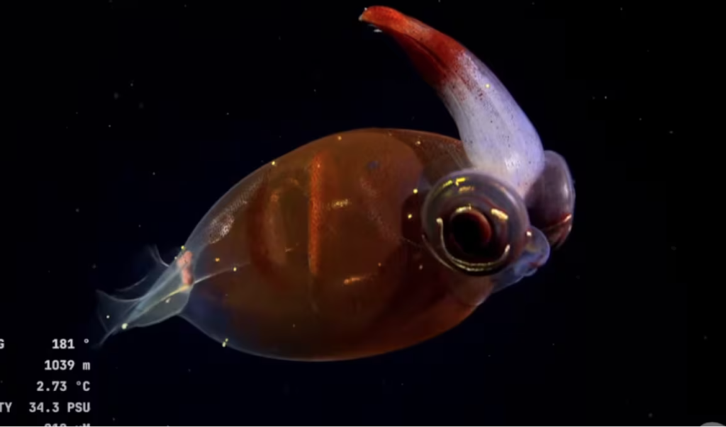 Argentyńska wyprawa podwodna, która stała się viralem dzięki transmisjom na żywo