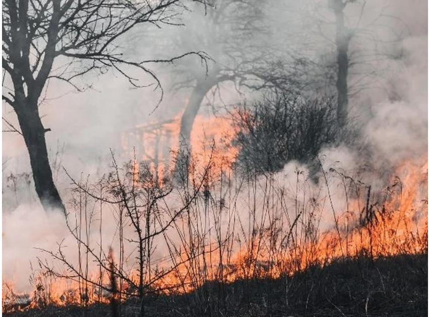 Strażacy walczą z pożarem lasu w Kawartha Lakes