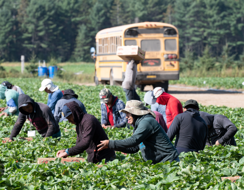 Kanadyjscy farmerzy będą mogli zatrudniać więcej zagranicznych pracowników